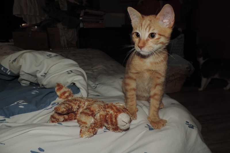 Gongolo, chaton roux, né mi-mai 2015 (poste adoption déplacé) Dscn6213