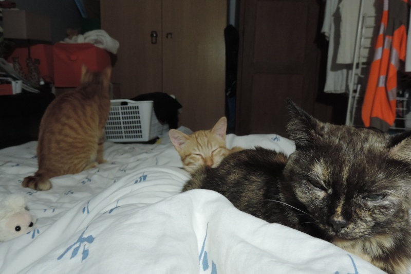 Gongolo, chaton roux, né mi-mai 2015 (poste adoption déplacé) Dscn6214