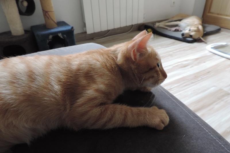 Gongolo, chaton roux, né mi-mai 2015 (poste adoption déplacé) Dscn6215