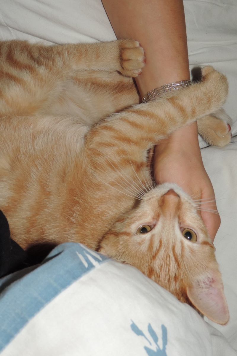 Gongolo, chaton roux, né mi-mai 2015 (poste adoption déplacé) Dscn6218