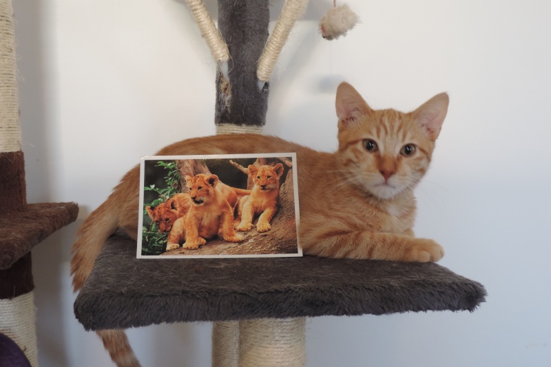 Gongolo, chaton roux, né mi-mai 2015 (poste adoption déplacé) Dscn6222