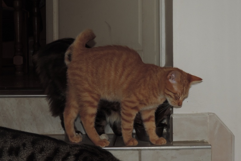 Gongolo, chaton roux, né mi-mai 2015 (poste adoption déplacé) Dscn6226