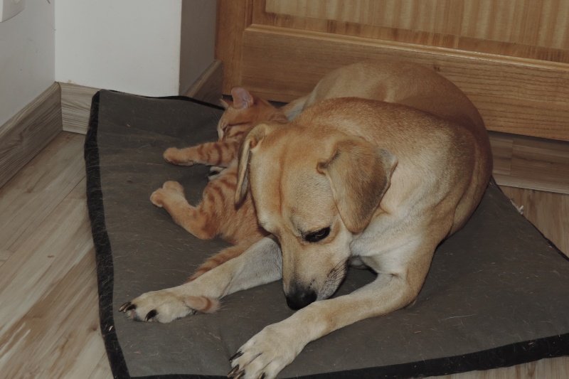 Gongolo, chaton roux, né mi-mai 2015 (poste adoption déplacé) Dscn6311