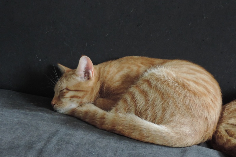 Gongolo, chaton roux, né mi-mai 2015 (poste adoption déplacé) Dscn6317