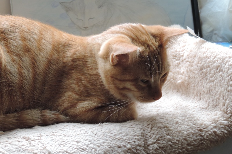 Gongolo, chaton roux, né mi-mai 2015 (poste adoption déplacé) Dscn6410