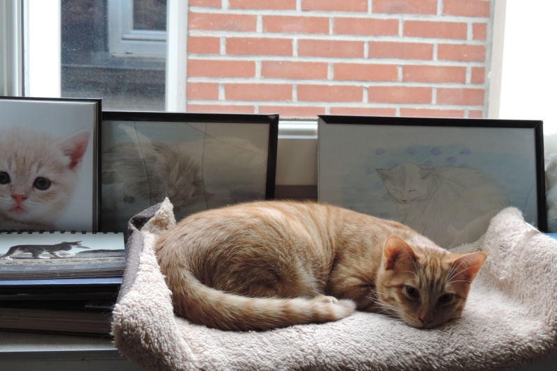Gongolo, chaton roux, né mi-mai 2015 (poste adoption déplacé) Dscn6411