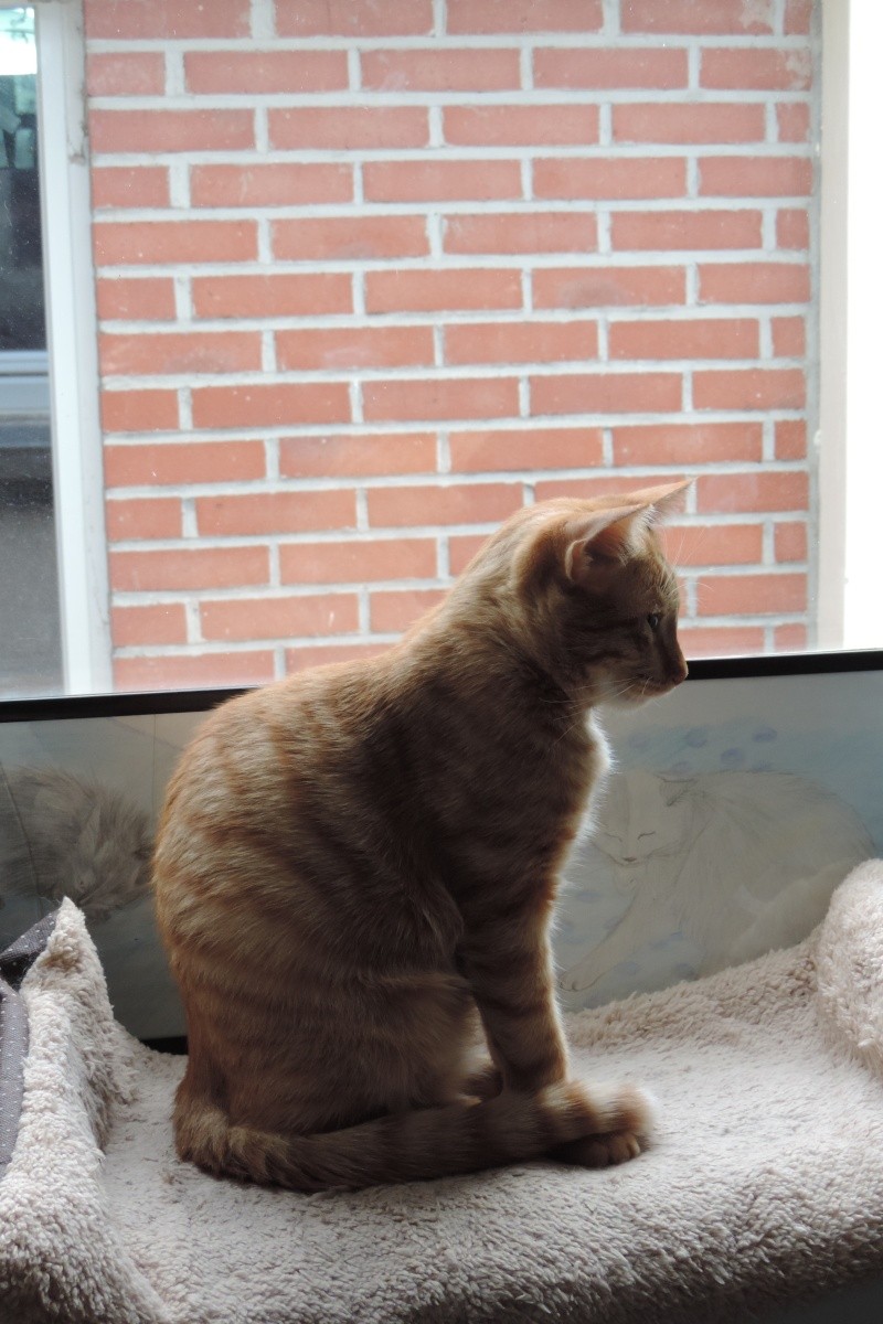 Gongolo, chaton roux, né mi-mai 2015 (poste adoption déplacé) Dscn6412