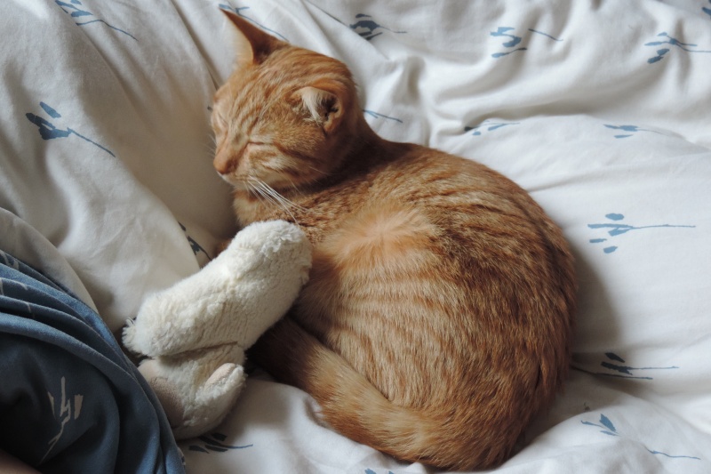 Gongolo, chaton roux, né mi-mai 2015 (poste adoption déplacé) Dscn6612