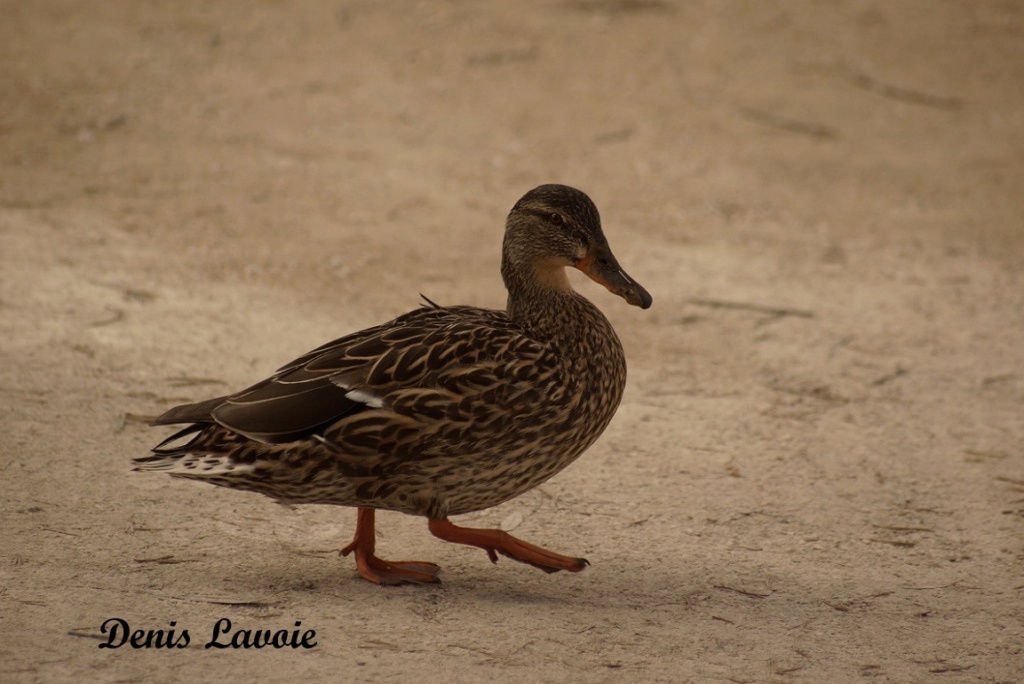 Canard colvert - femelle Longu139