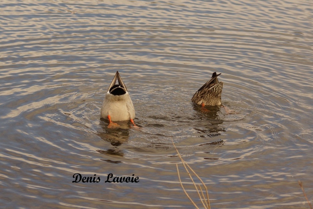 Canard colvert - femelle Longu141