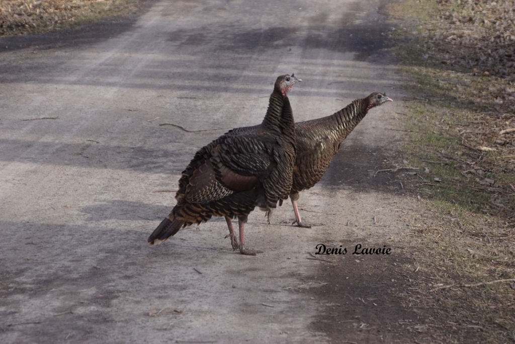 Un couple de Dindon sauvage Parc_245