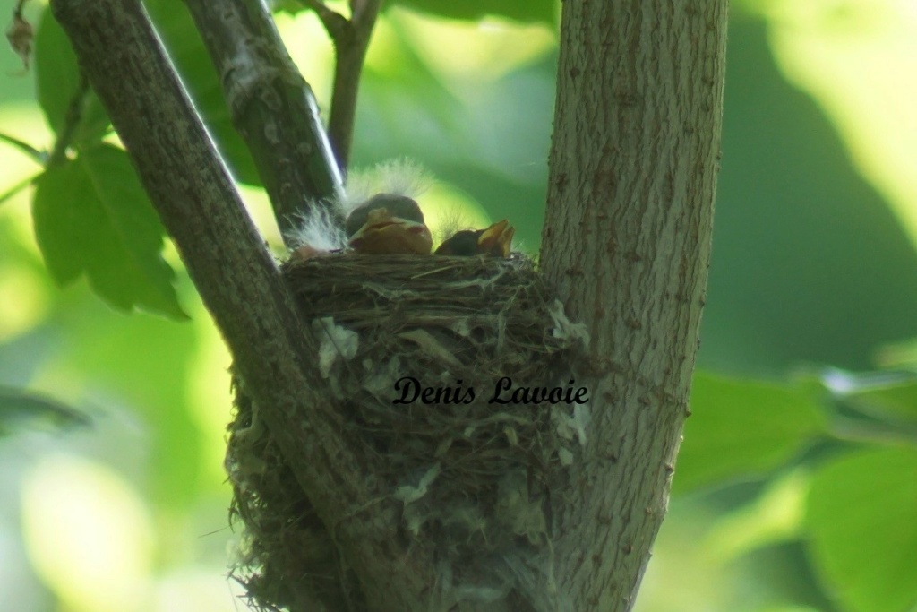 Un individu à identifier Parc_274