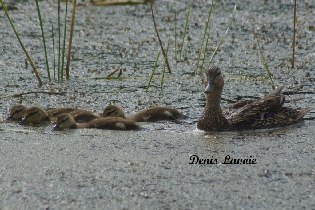 4 nouvelles bêtes avec leur maman Colvert Parc_276