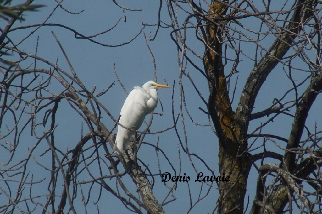 Grande Aigrette bien perchée Parc_288