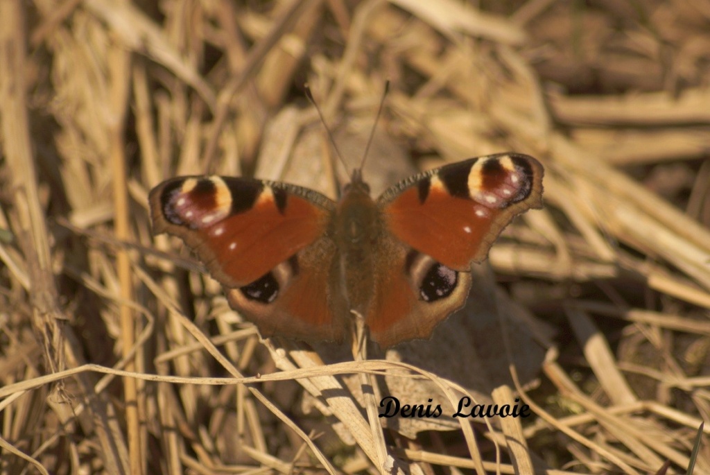 Paon-de-jour Parc_340