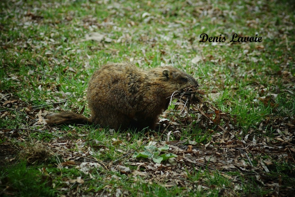 Les marmottes se préparent.. Parc_343