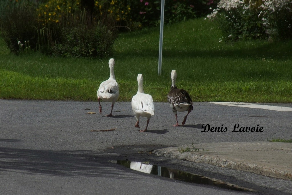 Trois oies des neiges en promenade Rougem65