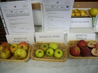 Diverses variétés de pommes à couteau; - Page 3 Photo402
