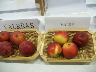 Diverses variétés de pommes à couteau; - Page 3 Photo411