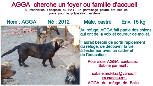 AGGA - Né 2011 - 15 kg - Doit sortir rapidement du refuge - (BELLA)/ PARRAINE Fiche_13