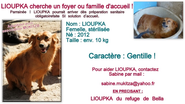 LIOUPKA, F-X, née 2012, 10 kg (BELLA) - En FA chez sensei (Depart57) Décédée moins de 48 heures après son arrivée chez son adoptante Fiche_15