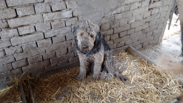 MARLEY X GRIFFON/BARBET M 6 ans sous asso GALIA Marley10