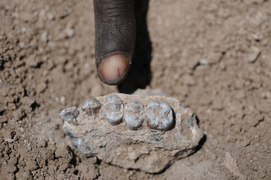 [Paléoanthropologie] Australopithecus deyiremeda, un nouvel australopithèque (mai 2015) Austra10