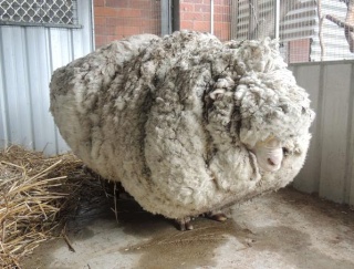 [Zoologie - Insolite] Un mouton australien a failli mourir avec ses quarante kilos de laine !!! Chris_10