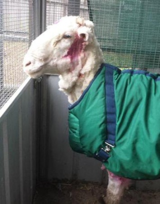 [Zoologie - Insolite] Un mouton australien a failli mourir avec ses quarante kilos de laine !!! Chris_11