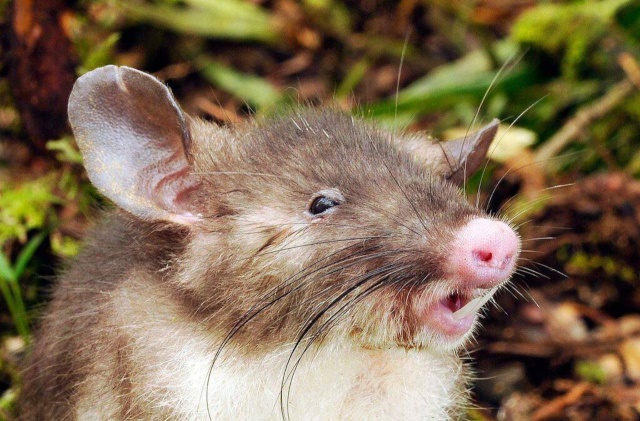 [Zoologie - Mammifères] Une nouvelle espèce et un nouveau genre de rat-musaraigne découverte en Indonésie (octobre 2015) Dycouv10