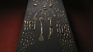 [Paléoanthropologie] Homo naledi : Une "nouvelle espèce du genre humain..." Le_squ10