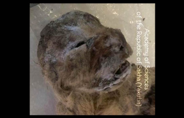 [Paléontologie] Découverte de deux lionceaux des cavernes, les mieux conservés de l'histoire (octobre 2015) Lionce10