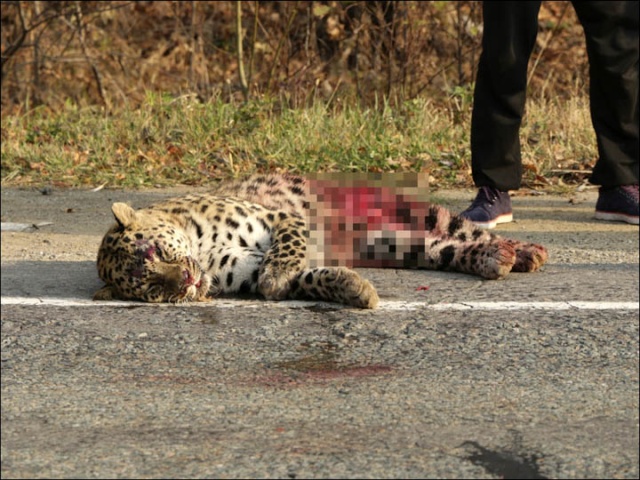 [Zoologie - Mammifère] La mort d'un léopard de l'Amour, met une espèce encore plus en danger (octobre 2015) Meamur11