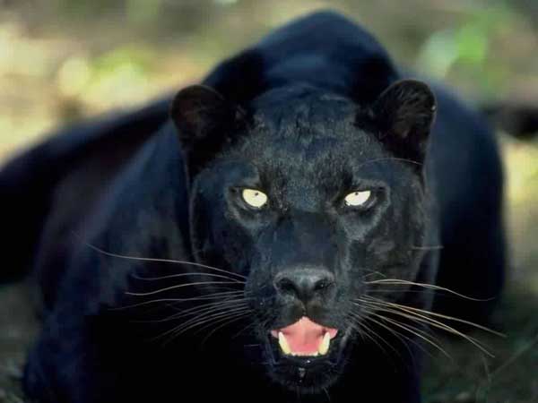[Cryptozoologie - Big Cat] Des panthères noires au Royaume-Uni ? Panthy10