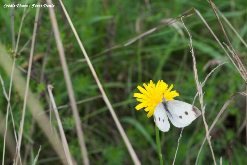 [Pieris rapae & P. napi] Piérides _k504511