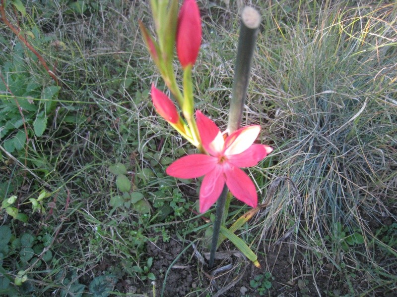 1ere fleurs - Page 2 00113