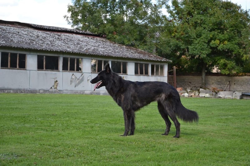Chienne qui boude sa gamelle avant stérilisation