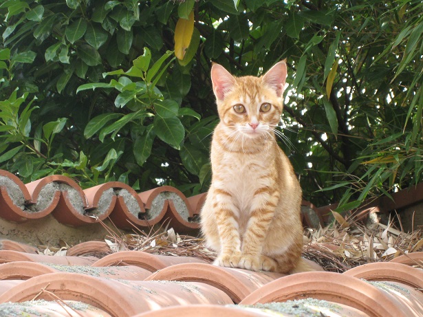 Perdue chatte rousse à Colomiers Img_4010