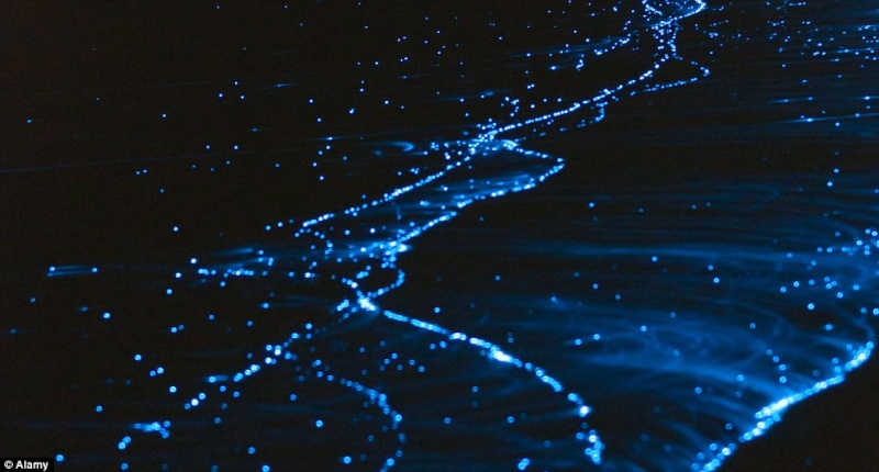 Adrift in a sea of stars Biolum10