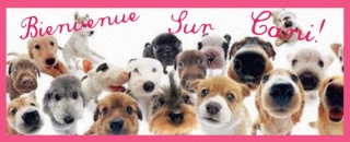 presentation d'une bretonne et de sa famille de chiens  Image29