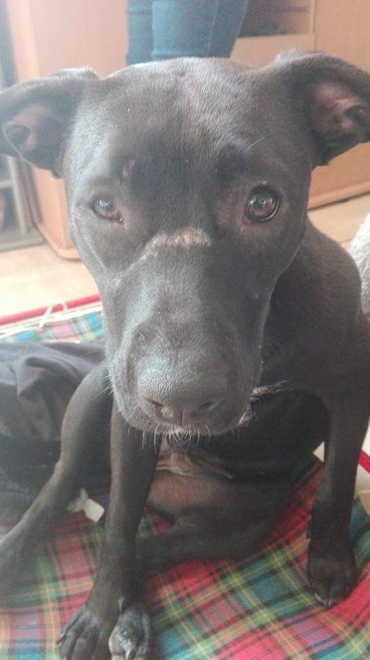 Labrador femelle croisée staffie URGENT Staffa11