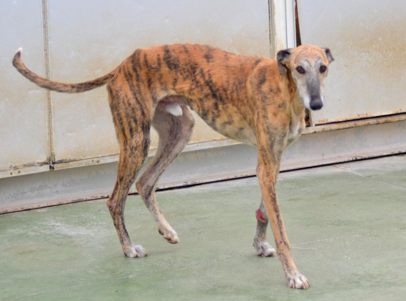 THILO, galgo né en 2012, ADOPTE Thilo10