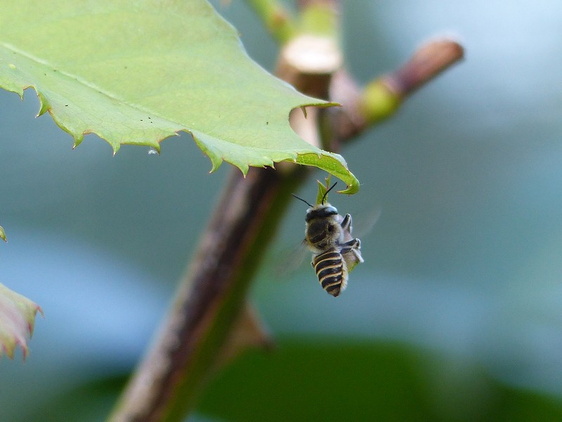 Abeille solitaire de la famille des  Megachilidae Copie_31