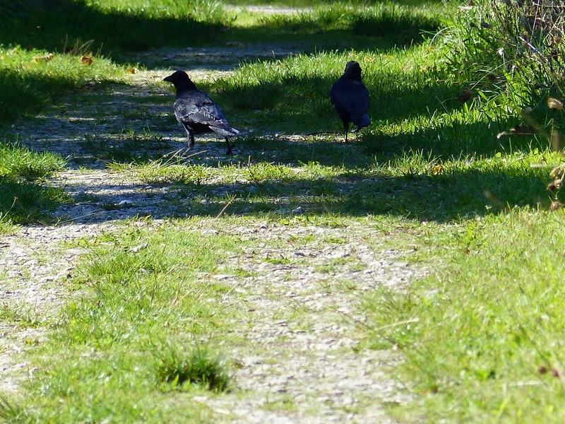 Corvidés au parc [30/09/2015] Copie_43