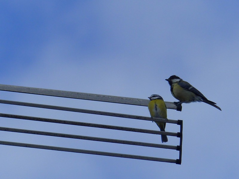 Mésange charbonnière + Mésange bleue Copie_59