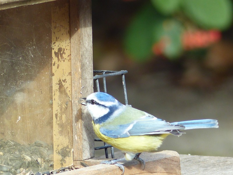 Mésange bleue Copie_82