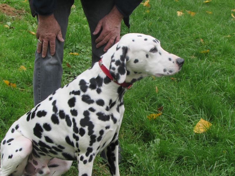 GOUPIL DALMATIEN  (mâle) 01318