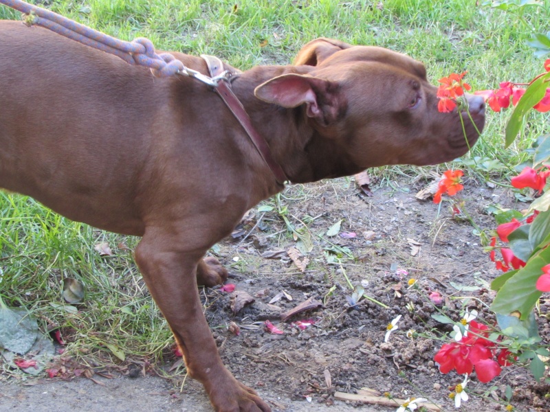 MARLEY- Staffordshire Bull Terrier =Staffie- Adopté en décembre 2016. 02514