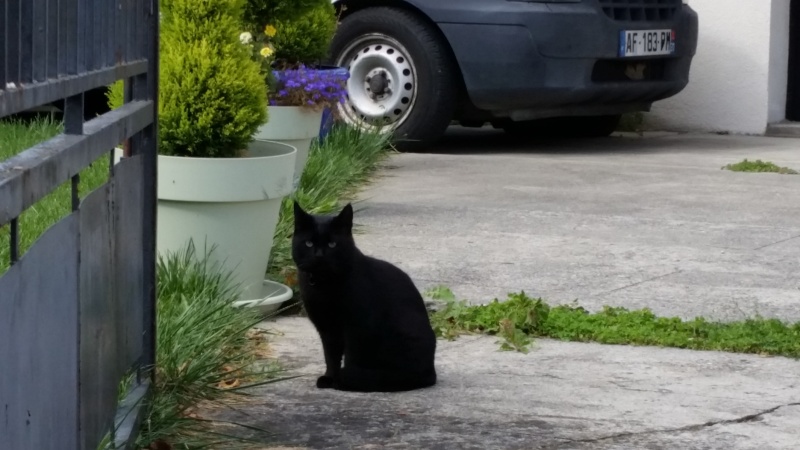 Trouvé chat noir Chemin d'en Sigal, Colomiers Blackc14