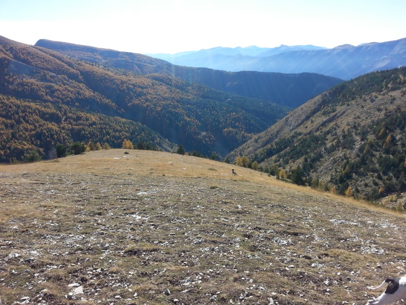 Récits , photos , et vidéos de vos sorties bécasse saison 2015/2016 . - Page 3 Thoram37